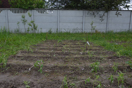 村里小屋的花园和花园种植了床图片