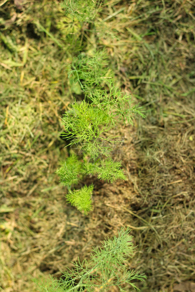 年轻的莳萝植物突破覆盖物图片