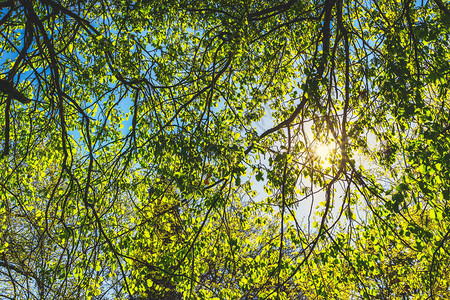 春天树背景上的绿叶图片