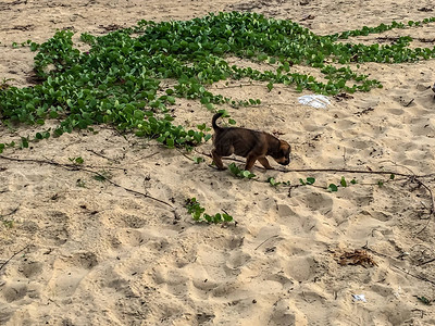 一只可爱的小狗在泰国卡伦海滩的一片小植物中玩耍图片