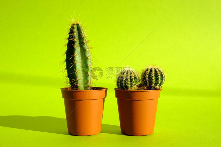 鲜绿色背景上的赤土陶罐中长有尖刺和的仙人掌极简主义和植物护理的概念花图片
