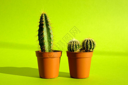 鲜绿色背景上的赤土陶罐中长有尖刺和的仙人掌极简主义和植物护理的概念花背景图片