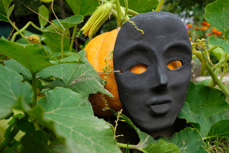万圣面具黑色面罩附在南瓜上万圣节花园装饰背景