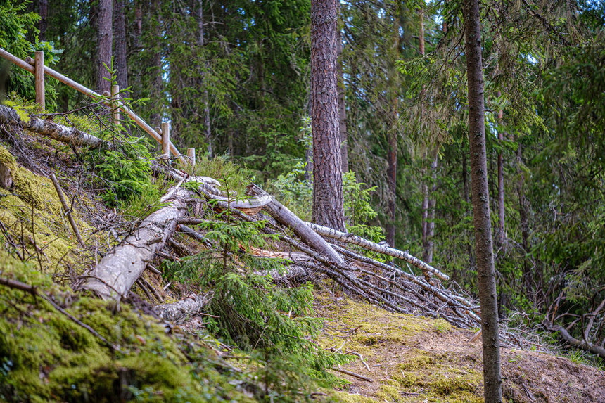 夏日绿色森林中一堆旧的干木原和树枝图片