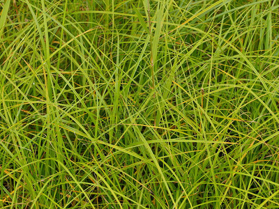 长叶片背景的绿色莎草植物图片