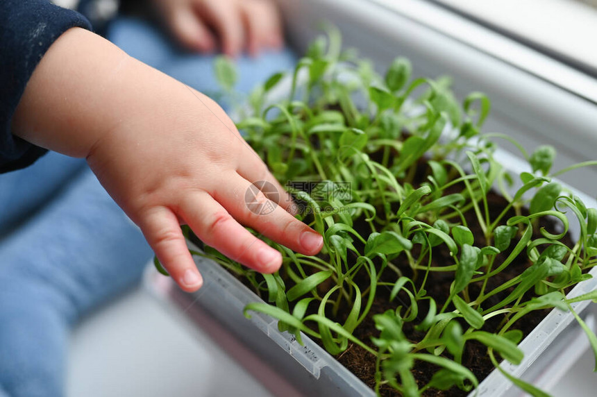 人与自然的概念儿童的手触摸植物的幼图片