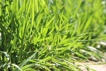阳光明媚的绿草近距离闭合中午热中春青图片