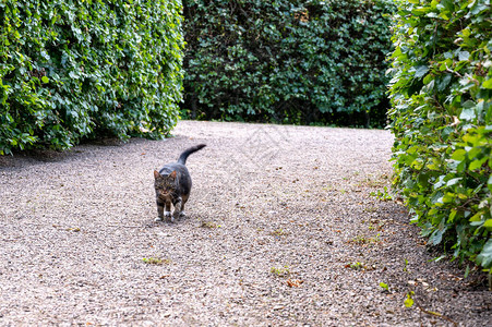 一只愤怒的猫走向摄影师图片