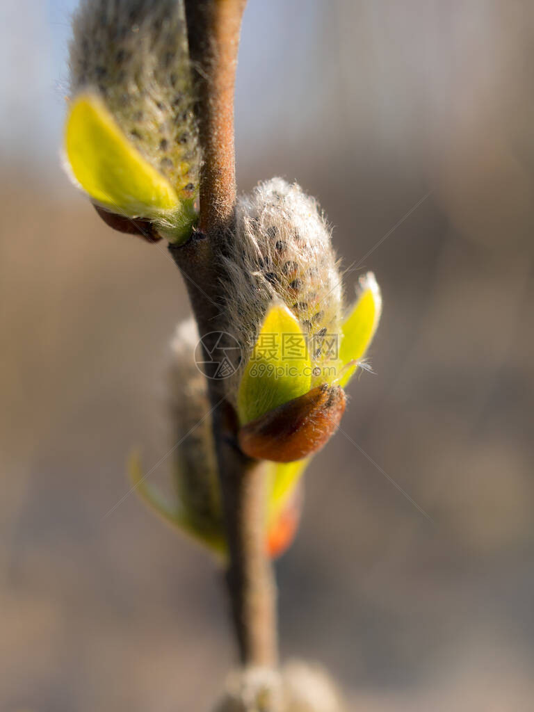 春天有芽特写的柳枝图片