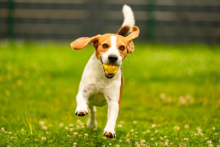 狗在后院取一个黄色球与比格犬主动训练犬主题图片
