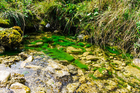 有河水和岩石的绿色森林图片