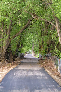 高大的树木多产的叶子遮住了明亮的阳光下狭窄的道路道路两旁是由木柱支图片
