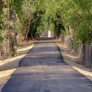 在狭小的铺面公路上形成树冠图片