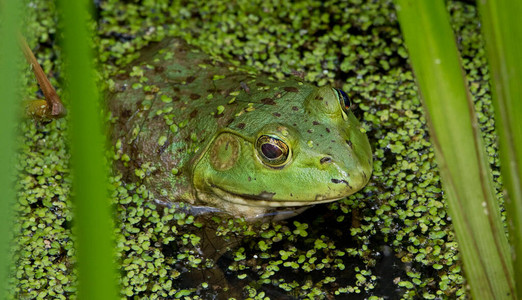 在浮萍盖的绿色青蛙背景图片