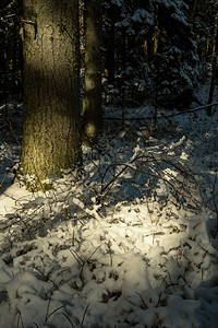 冬季森林的树木下有树下的阴影图片