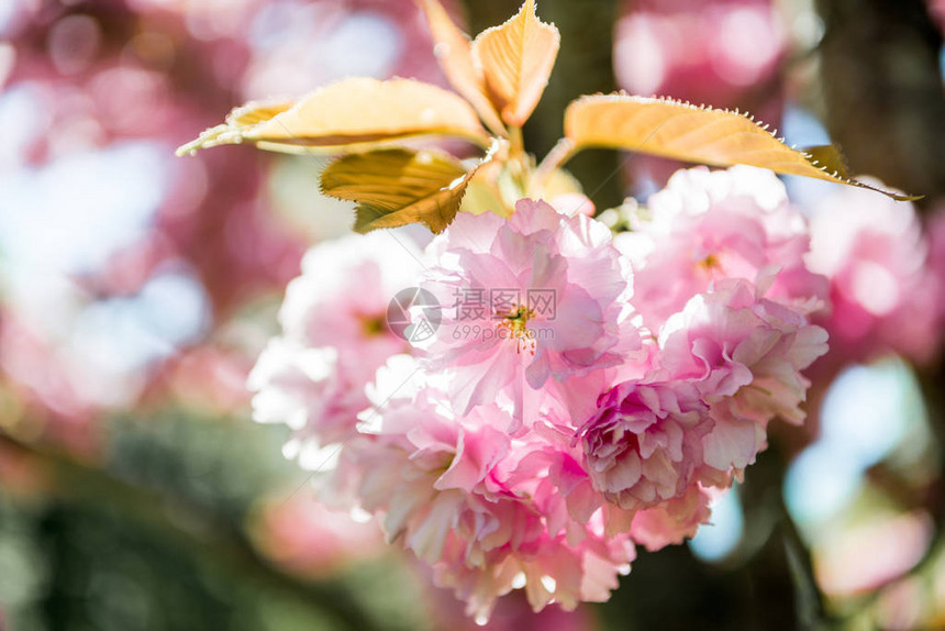 樱花树枝上粉红色花朵的近景图片