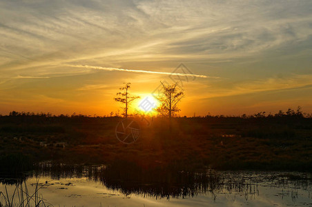 路易斯安那州日落沼图片