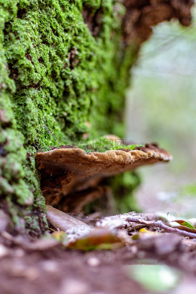 森林中的天然蘑菇图片