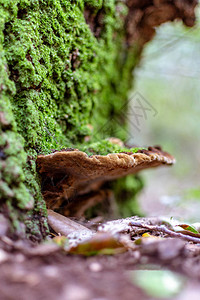 森林中的天然蘑菇图片
