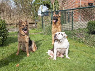 三只狗坐在花园里两个德国牧羊人的肖像和一只Englisch大犬图片