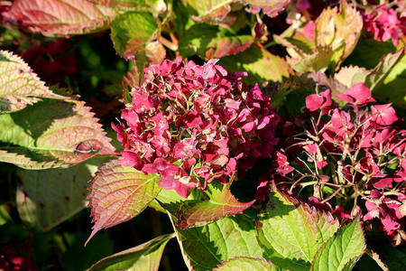 一束绣球花或霍滕西亚开花园灌木小部分收缩的干深粉红色花朵图片