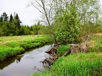 春天岸边有小河和绿树的风景图片