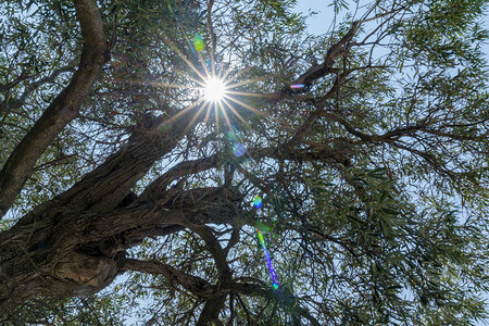 在典型的地中海夏季恒星从太阳向上喷发从树叶和橄背景图片