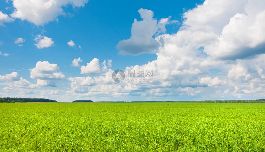 绿草和天空在美好的一天图片