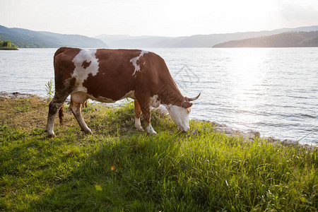 多瑙河在时的春牧牛群图片