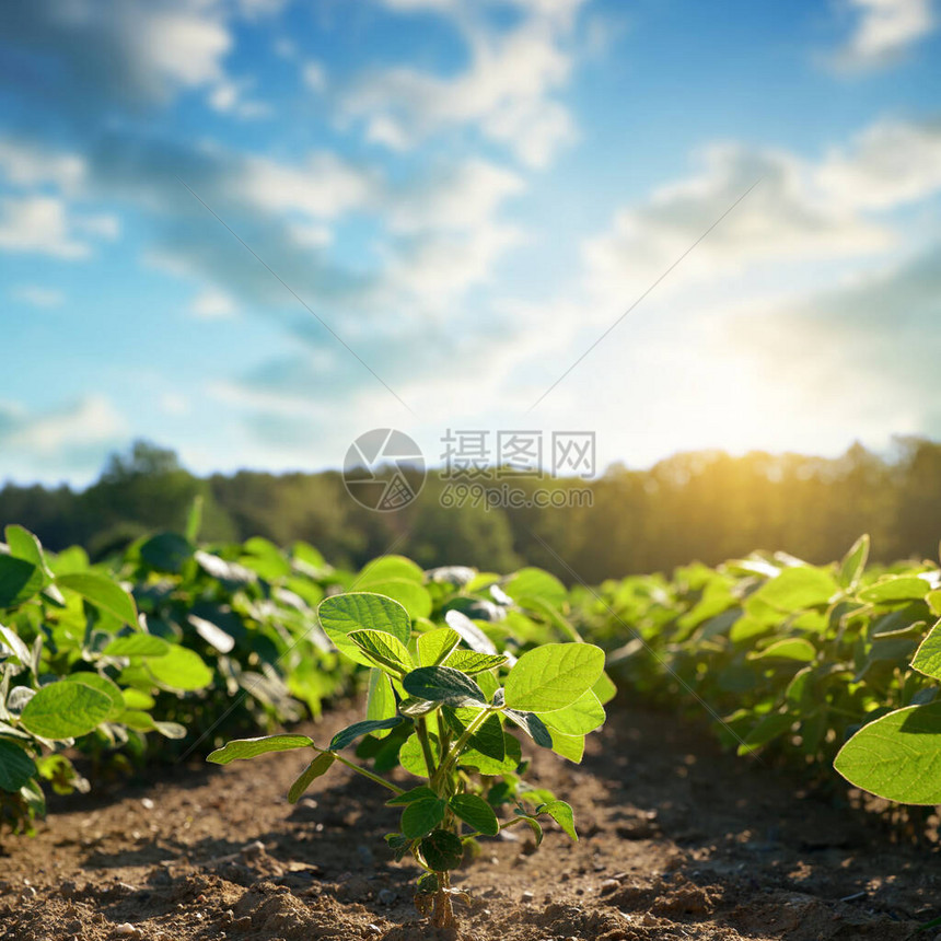 野外种植绿色大豆日图片