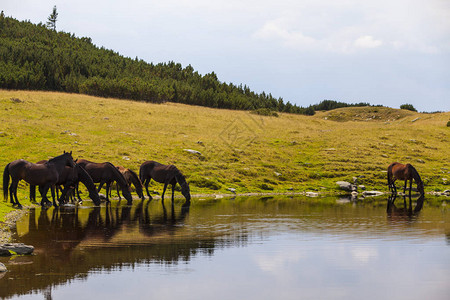 山中的野马高山湖岸的饮用水图片