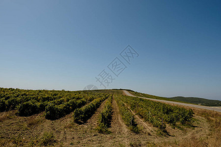 绿色夏季葡萄园有机酿酒酿酒酿图片