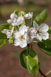 梨树春花图片