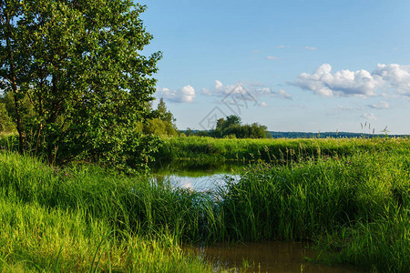 河流三角洲湿地中芦苇丛生的小湖图片