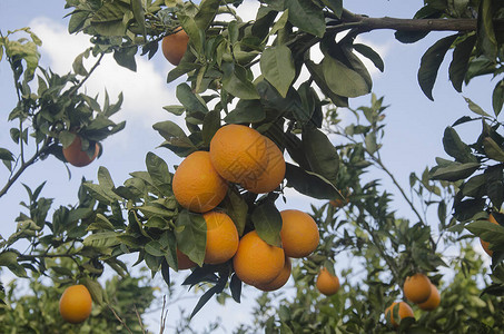 用成熟的橙子关闭树枝图片