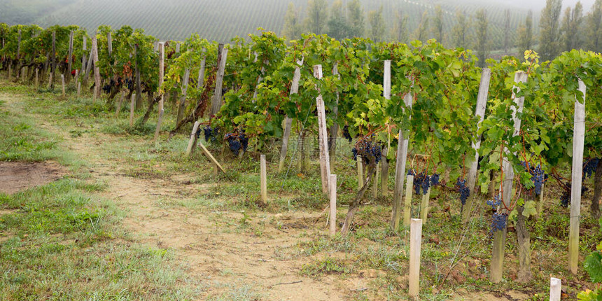 法国圣爱美浓的葡萄园葡萄图片
