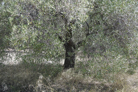 美丽的橄榄树伍迪植物令人惊叹的照明和油漆树冠下的叶子图片