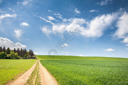 绿地与森林之间有泥土路的春月风景图片