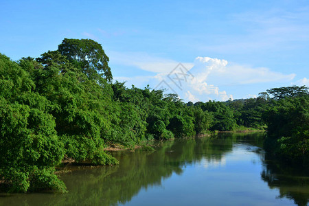 Tamparuli河与红树林在马来西亚沙巴图片