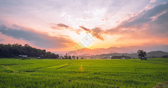 绿色的稻田和山与晚光图片