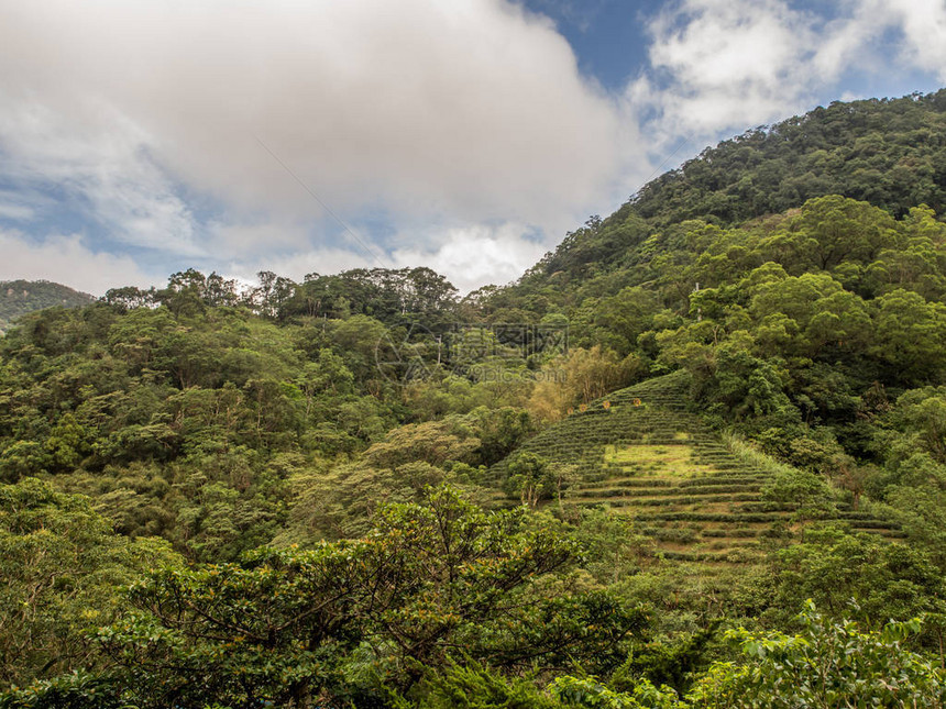 猫空山茶园景观图片