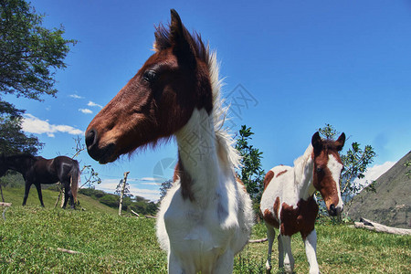 在绿色牧场放牧的马和小马驹图片
