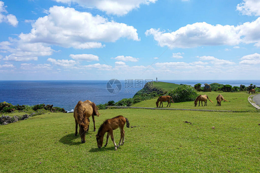 与那国岛冲绳的马图片