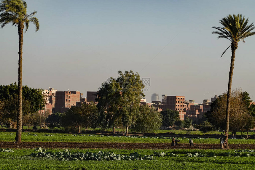 开罗埃及农场图片