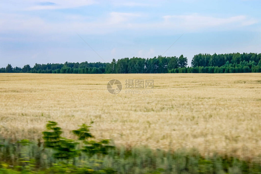 田野里有地平线上的脱落作物图片