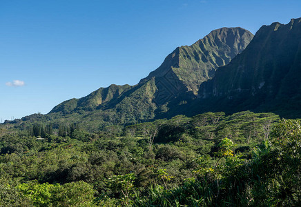 陡峭的树木覆盖的山脊耸立在欧胡岛的Hoomaluhia植物园之上图片