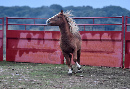 percheron马在西班牙奔跑图片