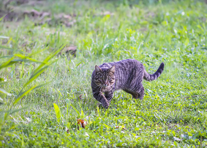 有趣的猫在农村户外图片