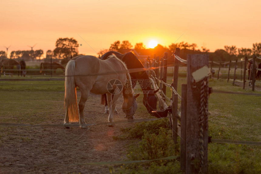 夕阳下的马群图片