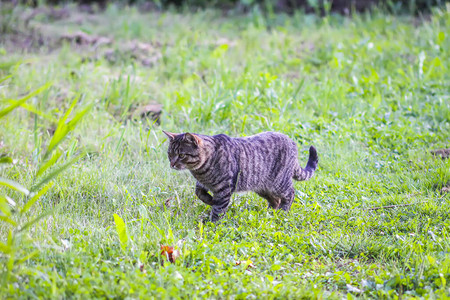 有趣的猫在农村户外图片
